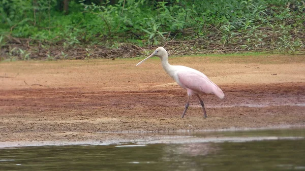 Spatula Fleuve içinde. Bolivya, Güney Amerika.
