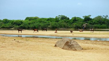 Fleuve gezisi. Bolivya, Güney Amerika.