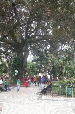 Parti Trinidad. Bolivya, Güney Amerika.