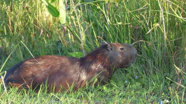 Capibara Bolivya, Güney Amerika.