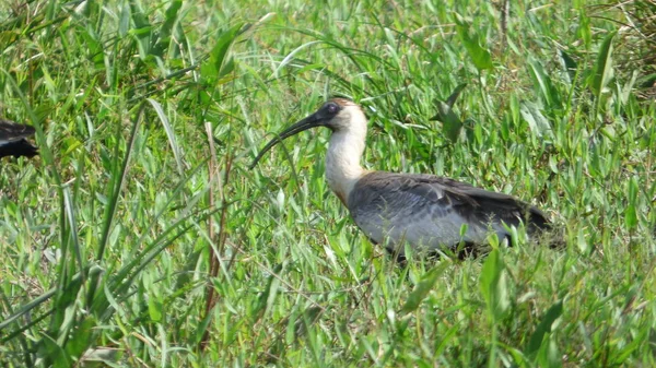 Ibis na Bolívia, América do Sul . — Fotografia de Stock