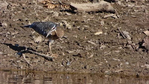 Güneş Bolivya, Güney Amerika.