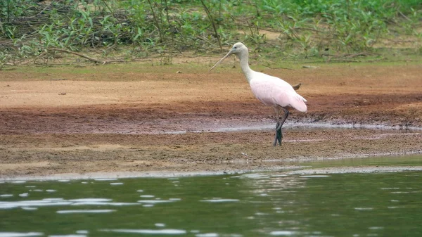 Espátula na Bolívia, América do Sul . — Fotografia de Stock