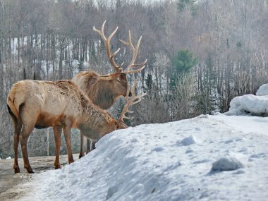 Geyik Quebec. Kanada, Kuzey Amerika.