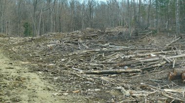 Bush imha Quebec. Kanada, Kuzey Amerika.