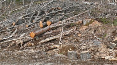 Bush imha Quebec. Kanada, Kuzey Amerika.