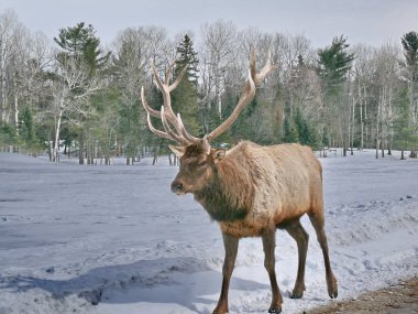 Geyik Quebec. Kanada, Kuzey Amerika.