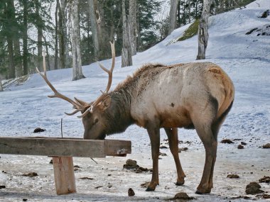 Geyik Quebec. Kanada, Kuzey Amerika.