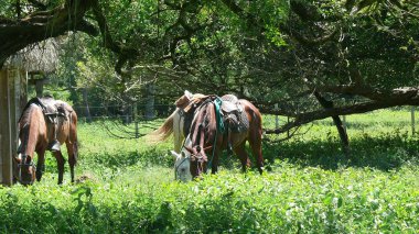 Estancia işaretleme. Bolivya, Güney Amerika.