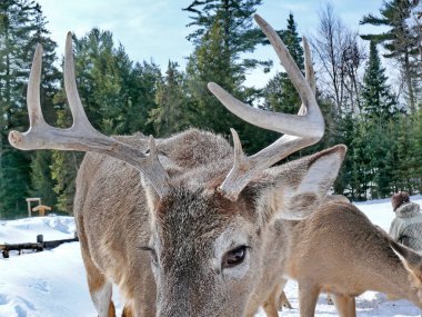 Geyik Quebec. Kanada, Kuzey Amerika.