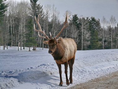Geyik Quebec. Kanada, Kuzey Amerika.