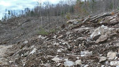 Bush imha Quebec. Kanada, Kuzey Amerika.