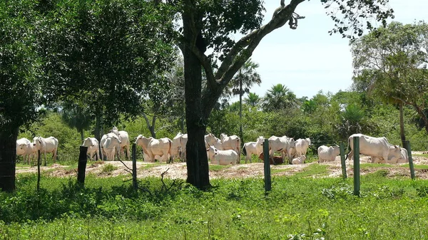 Estancia işaretleme. Bolivya, Güney Amerika.