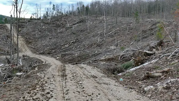 Bush imha Quebec. Kanada, Kuzey Amerika.