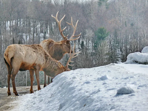 Geyik Quebec. Kanada, Kuzey Amerika.