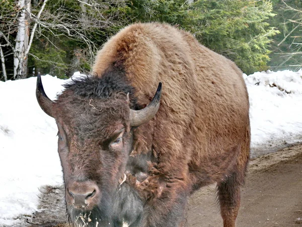 Bison στο Κεμπέκ. Καναδάς, Βόρεια Αμερική. — Φωτογραφία Αρχείου