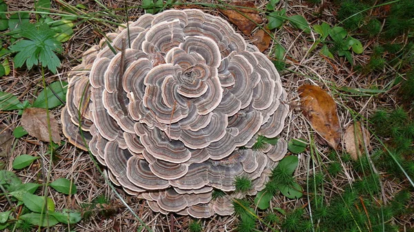 Mushroom in Quebec. Canada, north America. — Stock Photo, Image