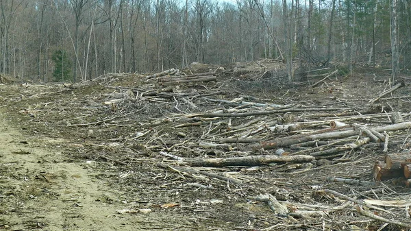 Bush imha Quebec. Kanada, Kuzey Amerika.