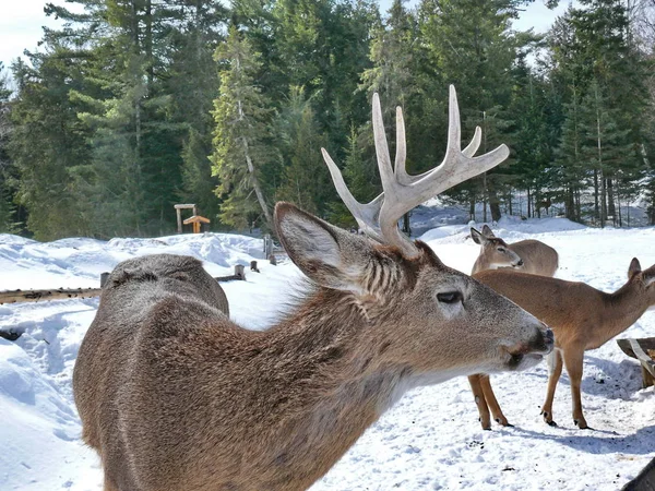 Geyik Quebec. Kanada, Kuzey Amerika.