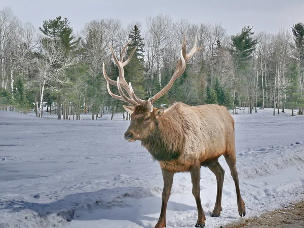 Geyik Quebec. Kanada, Kuzey Amerika.