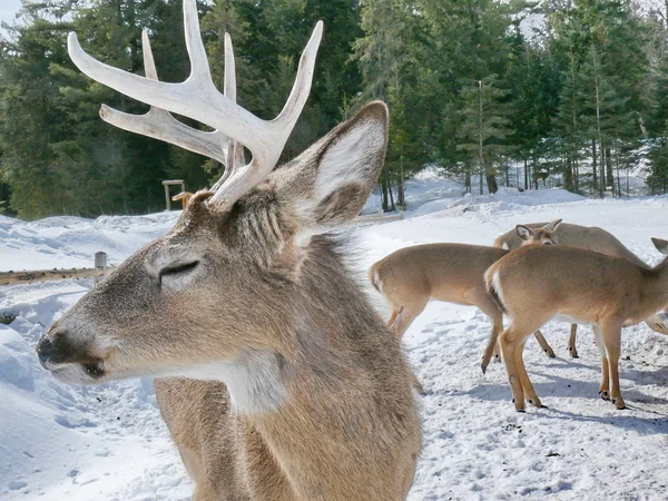 Geyik Quebec. Kanada, Kuzey Amerika.