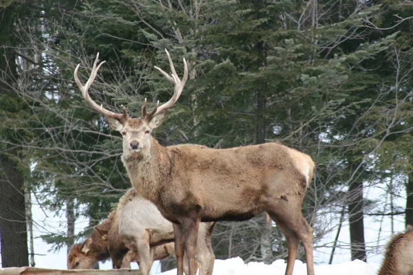 Geyik Quebec. Kanada, Kuzey Amerika.