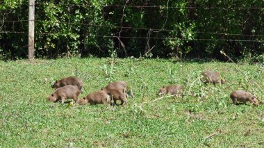 Capibara Bolivya, Güney Amerika.