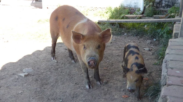 Daging babi di Estancia. Bolivia, Amerika Selatan . — Stok Foto