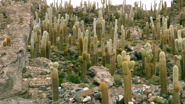 Kaktusz az Uyuni. Bolívia, Dél-Amerika. — Stock Fotó