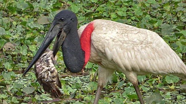 Jabiru w Boliwii, Ameryka Południowa. — Zdjęcie stockowe