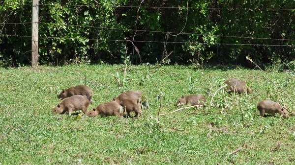 Capibara Bolivya, Güney Amerika.