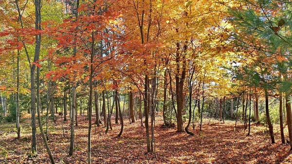 Otoño en Quebec. Canadá, América del Norte . — Foto de Stock