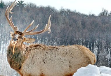 Geyik Quebec. Kanada, Kuzey Amerika.