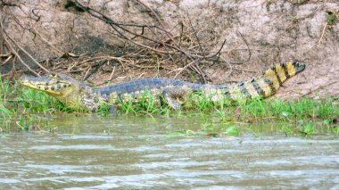 Nehirde Fleuve. Bolivya, Güney Amerika.