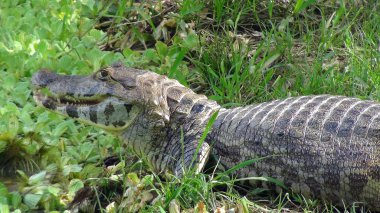 Reptil Bolivya, Güney Amerika.