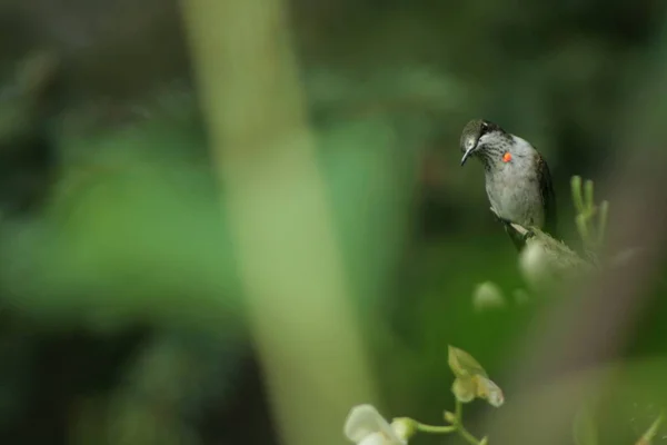 Colibri au Québec. Canada, Amérique du Nord . — Photo