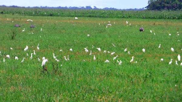 Vida silvestre en Bolivia, América del Sur . — Foto de Stock