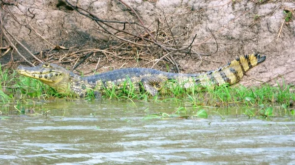 Nehirde Fleuve. Bolivya, Güney Amerika.
