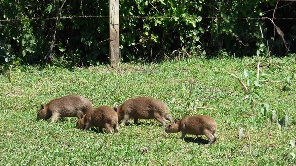 Capybara en Bolivie, Amérique du Sud . — Photo