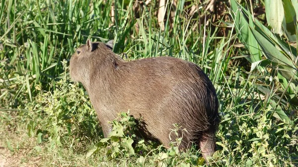 Kapibara w Boliwii, Ameryka Południowa. — Zdjęcie stockowe