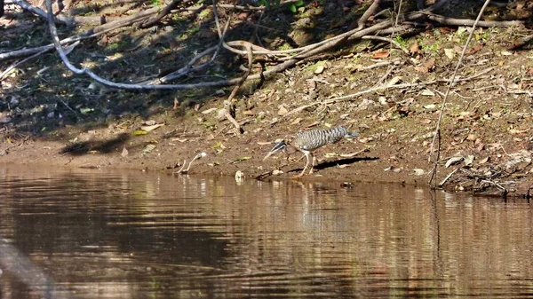 Güneş Bolivya, Güney Amerika.