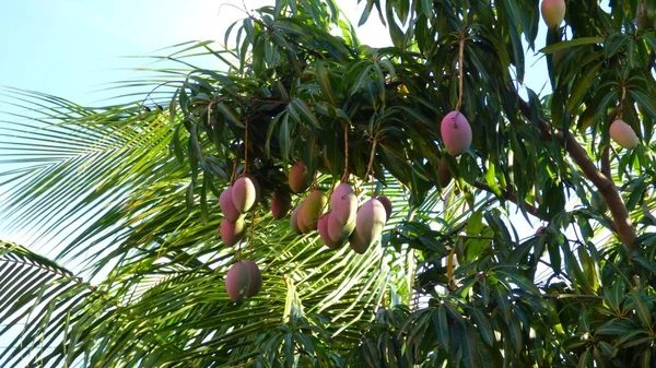 Manguo tree in bolivia, South America. — Stock Photo, Image