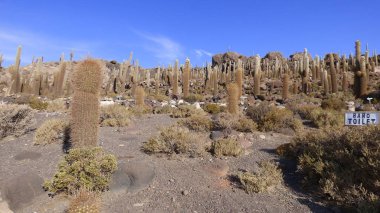 Güney Amerika 'dan çeşitli resimler. Landcapes, fauna, flora...
