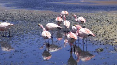 Güney Amerika 'dan çeşitli resimler. Landcapes, fauna, flora...