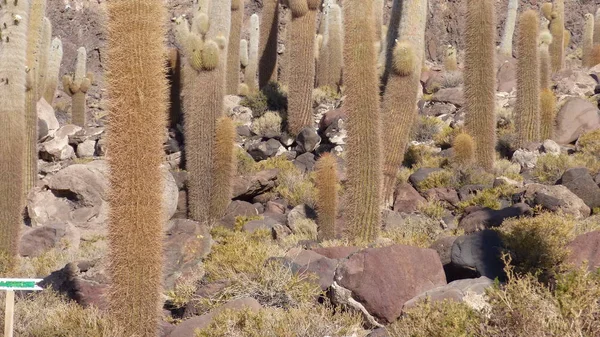 Várias Fotos América Sul Paisagens Fauna Flora — Fotografia de Stock