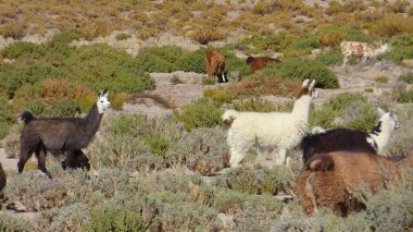 Güney Amerika 'dan çeşitli resimler. Landcapes, fauna, flora...