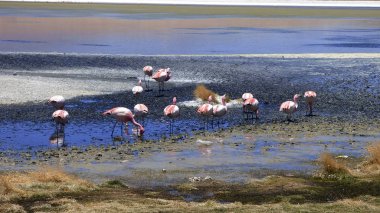 Güney Amerika 'dan çeşitli resimler. Landcapes, fauna, flora...