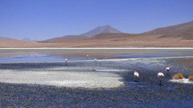 Güney Amerika 'dan çeşitli resimler. Landcapes, fauna, flora...