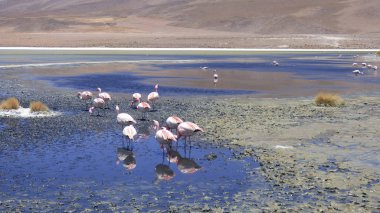 Güney Amerika 'dan çeşitli resimler. Landcapes, fauna, flora...