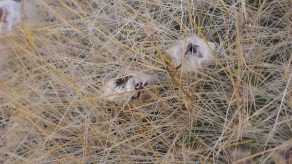 Verschiedene Bilder Aus Südamerika Landschaften Fauna Flora — Stockfoto